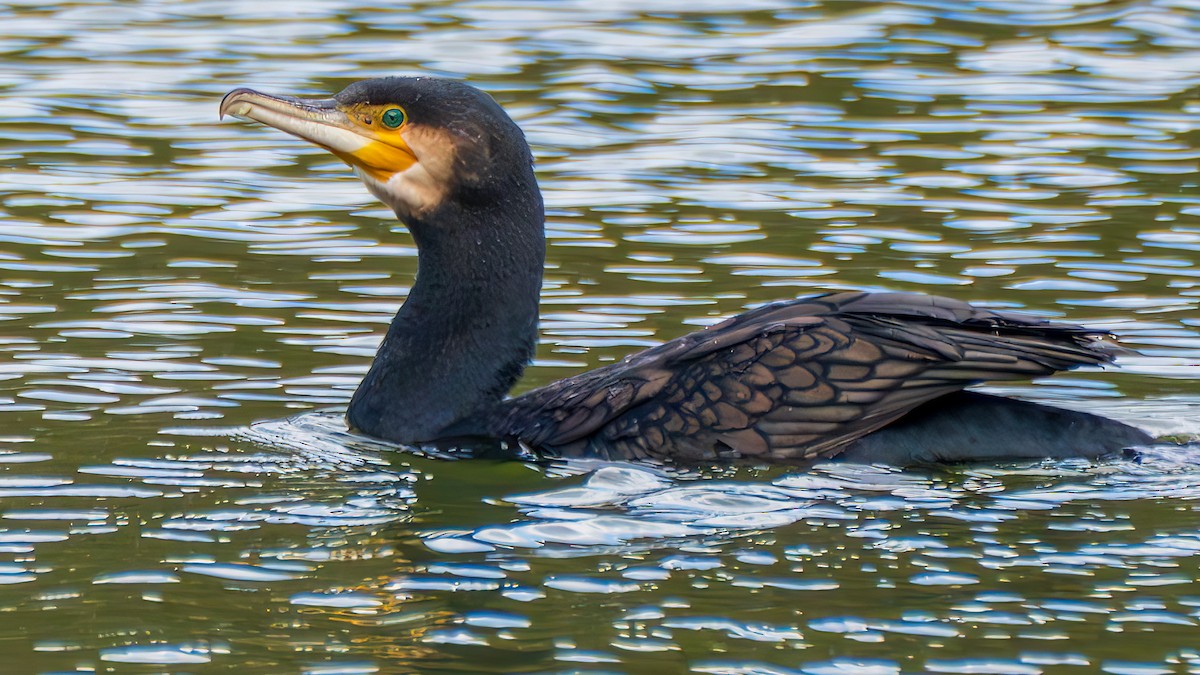 Большой баклан - ML647273470
