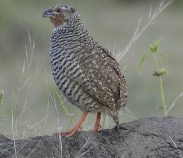 Taşlık Cüce Bıldırcını - ML647273482