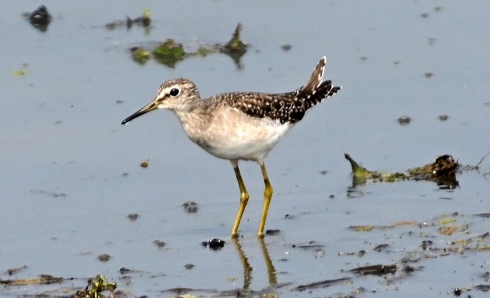 タカブシギ - ML647273485