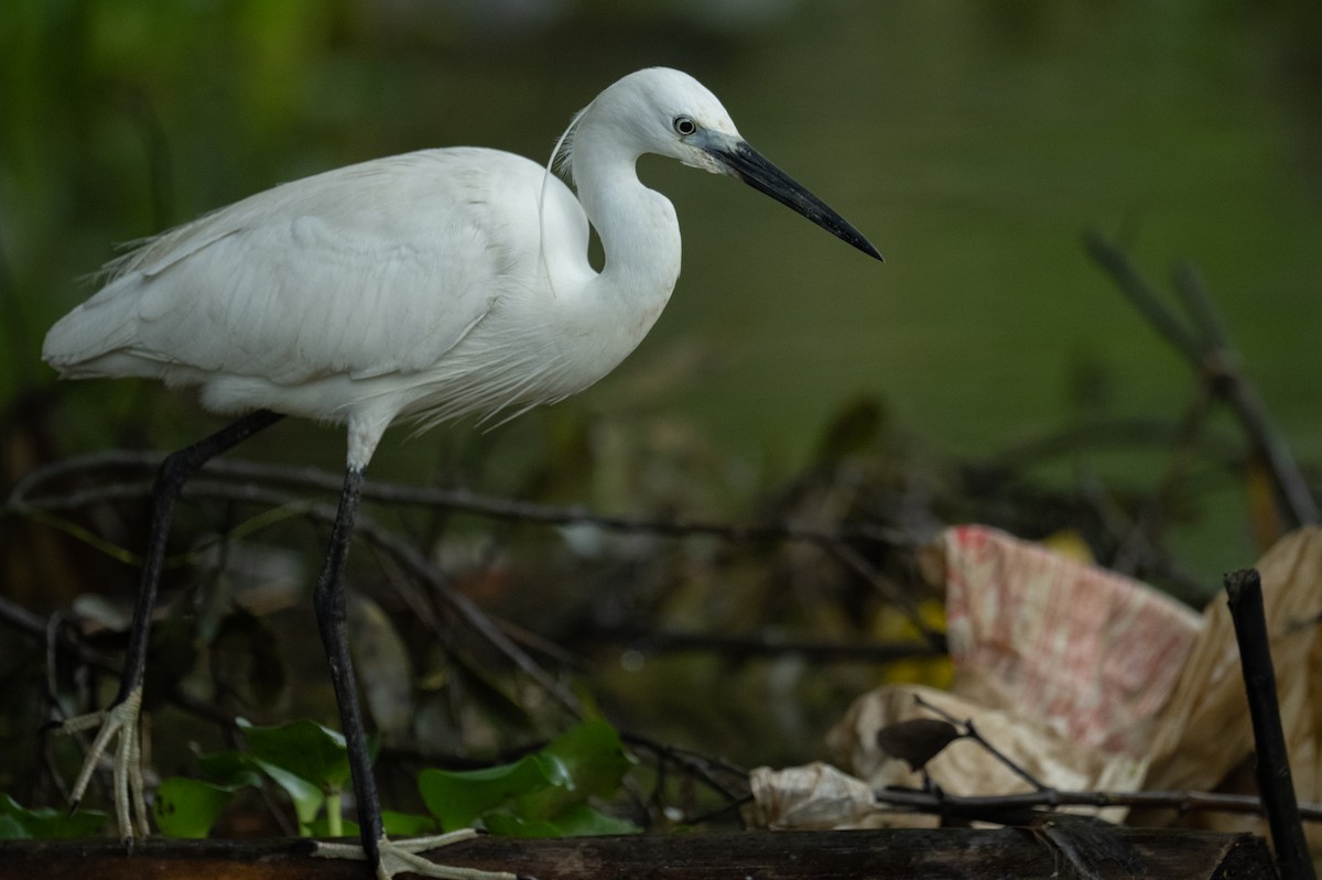 Little Egret - ML647273488