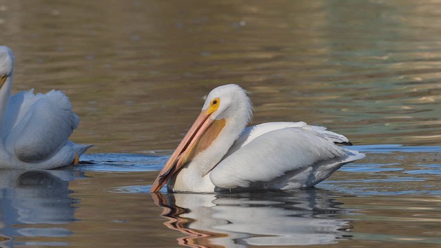 Пелікан рогодзьобий - ML647273489