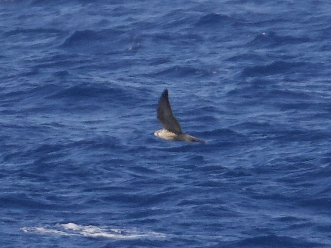 Peregrine Falcon - ML647273491