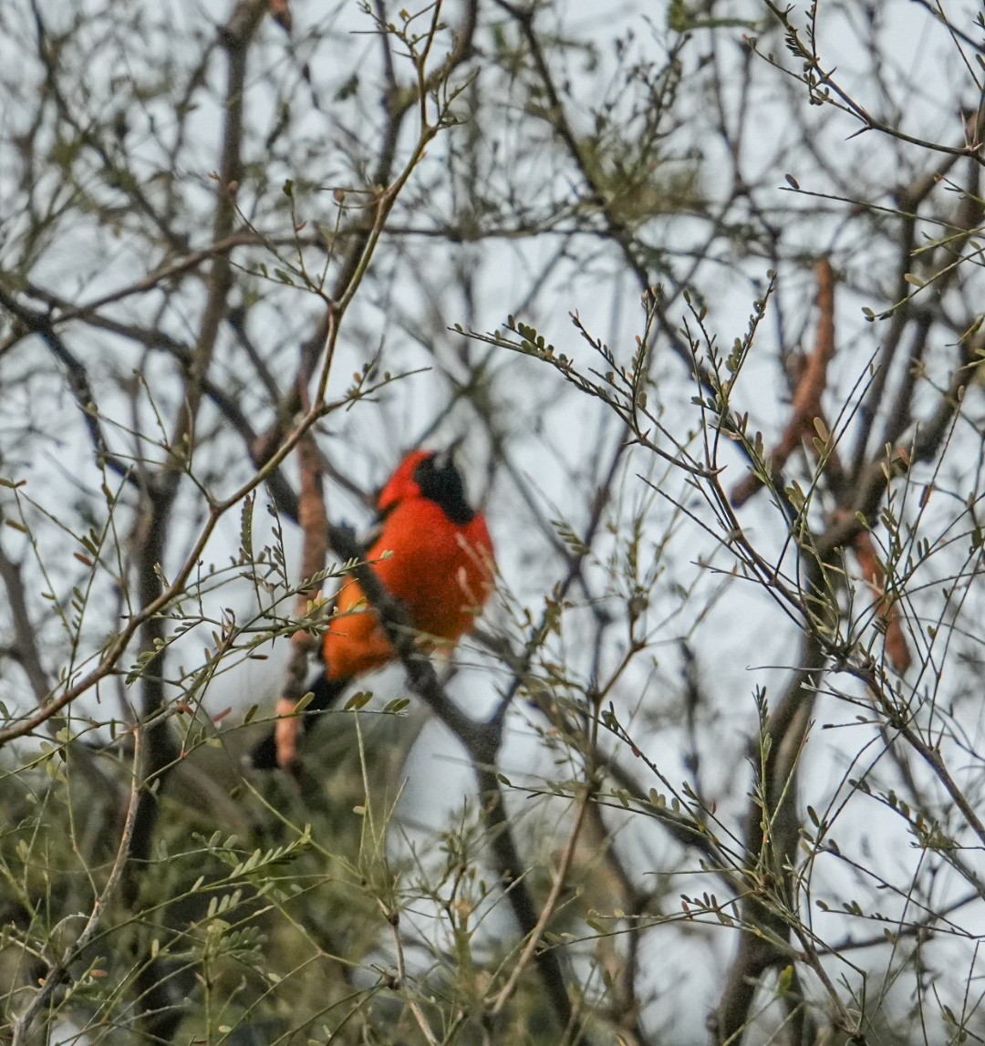 Масковый трупиал - ML647273492