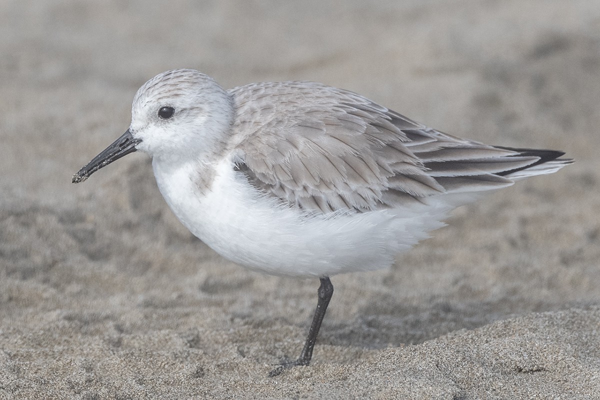 Sanderling - ML647273494