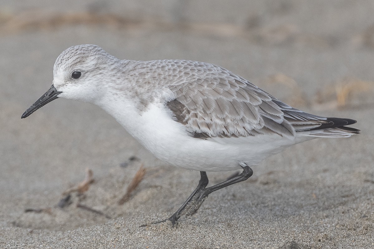 Sanderling - ML647273495