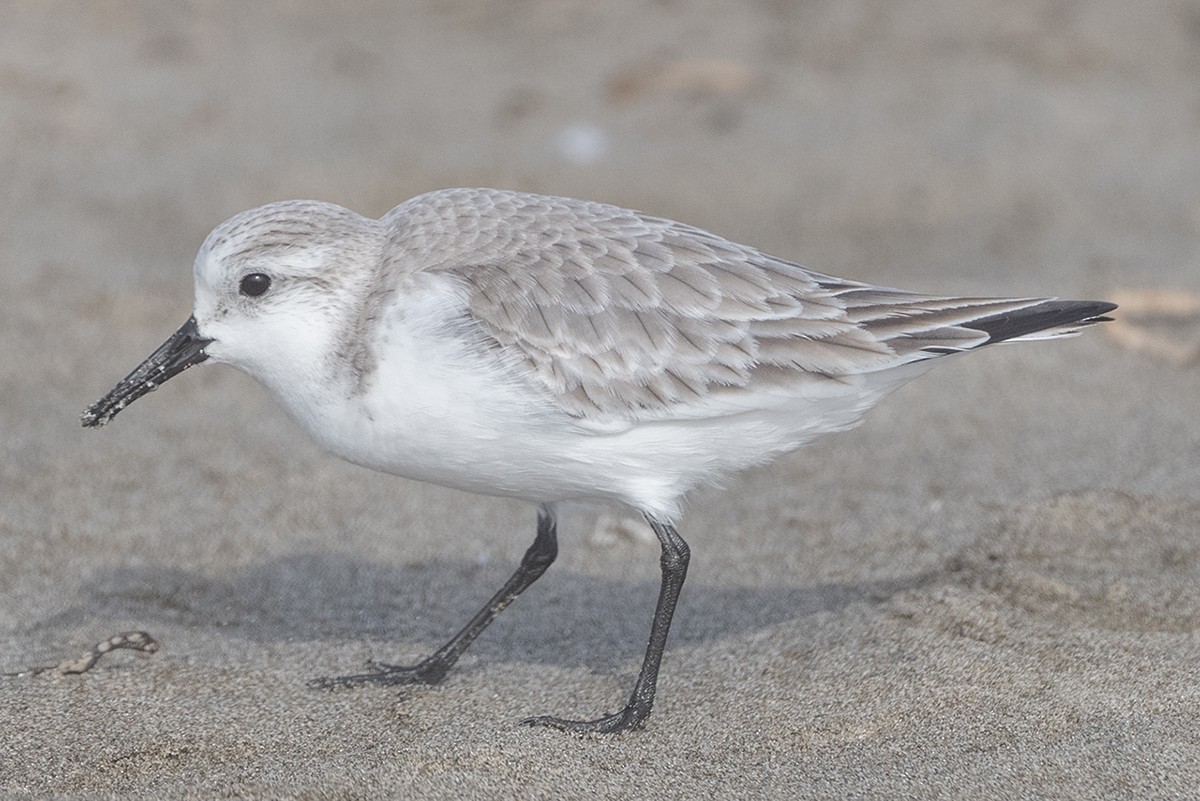 Sanderling - ML647273496