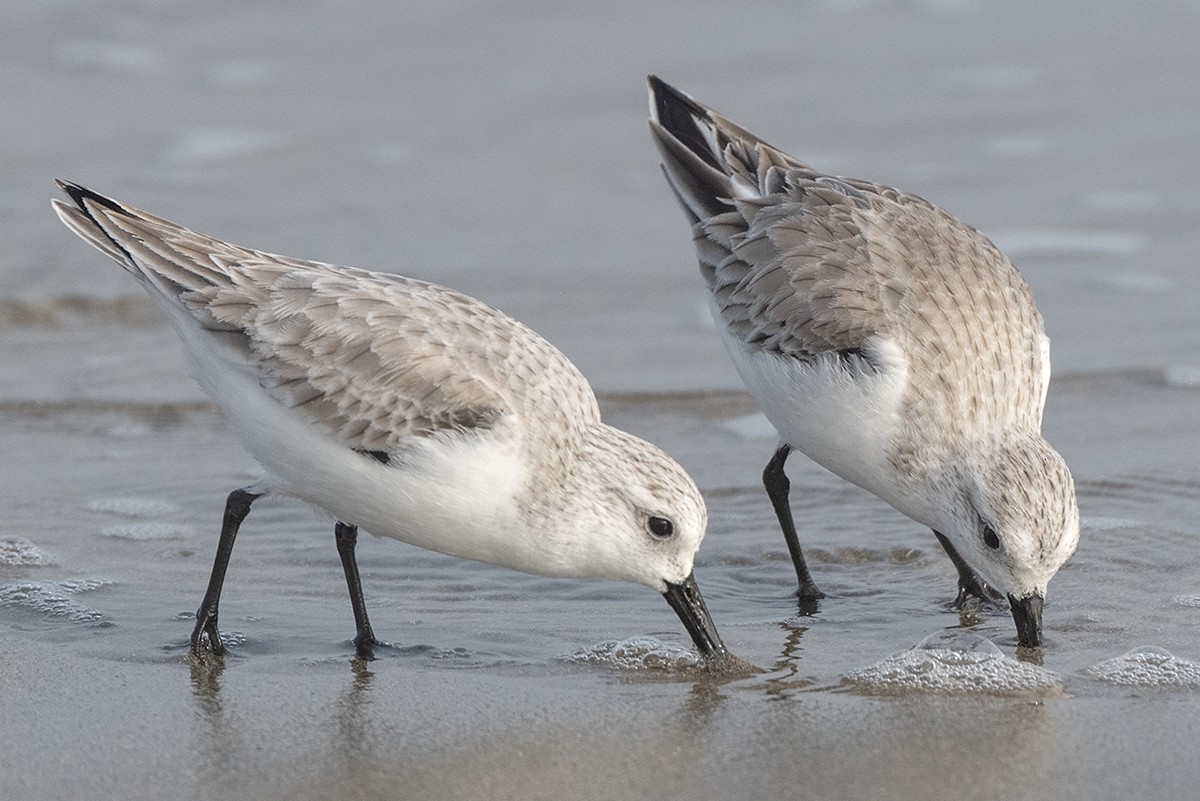 Sanderling - ML647273497