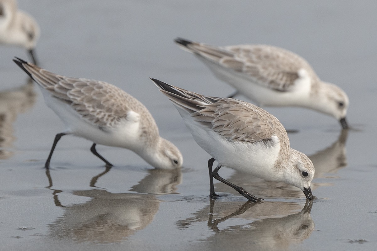Sanderling - ML647273498