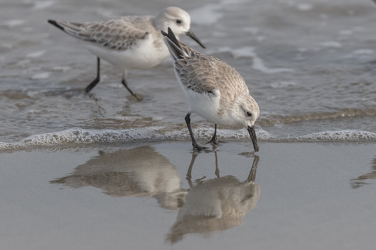 Sanderling - ML647273499