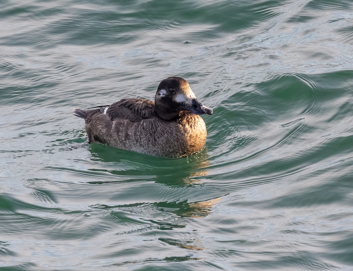 White-winged Scoter - ML647273506
