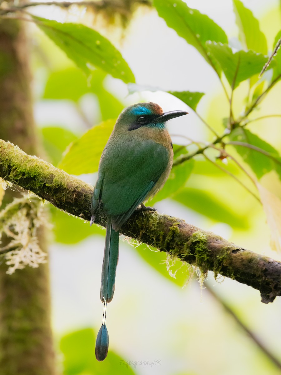 Keel-billed Motmot - ML647273507