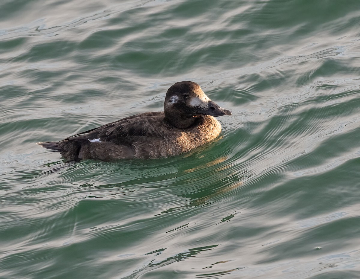 White-winged Scoter - ML647273509