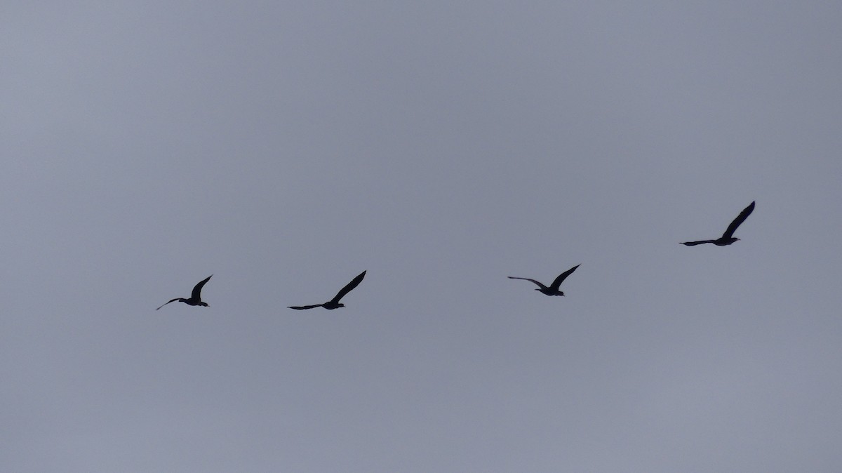 Большой баклан - ML647273516