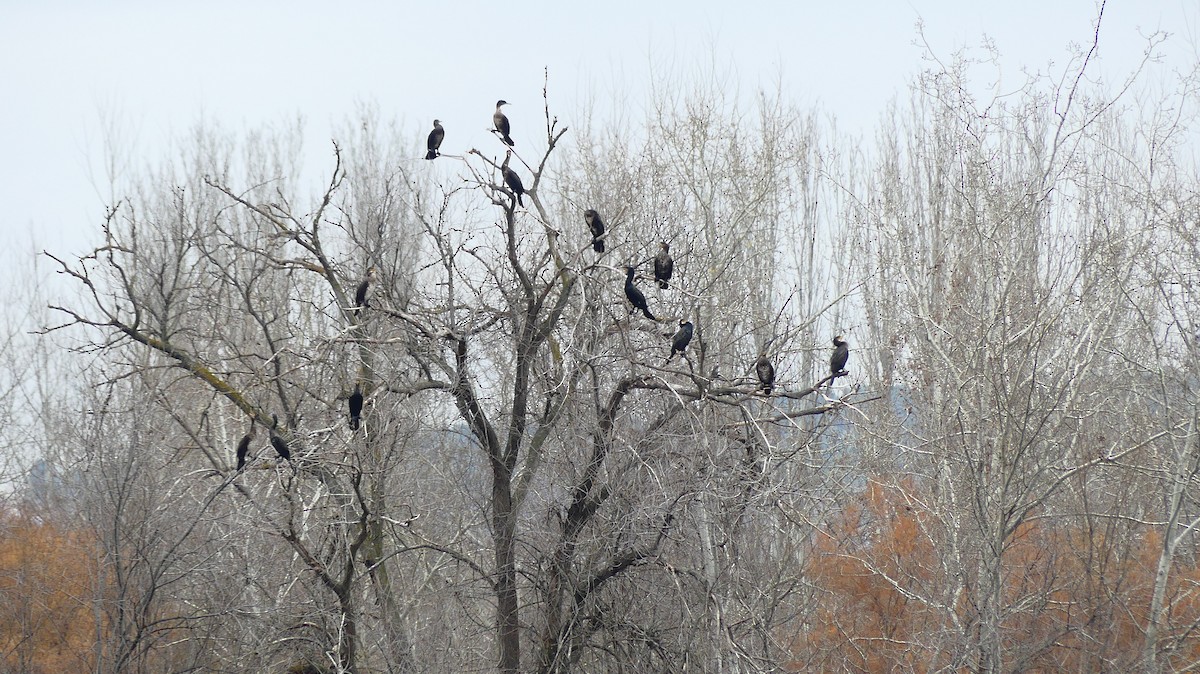 Большой баклан - ML647273517