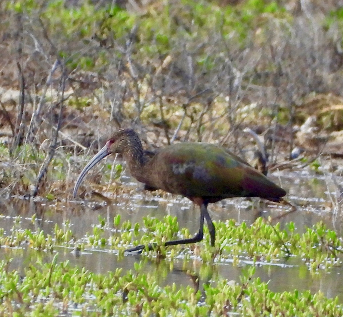 Beltzaran musuzuria - ML647273518