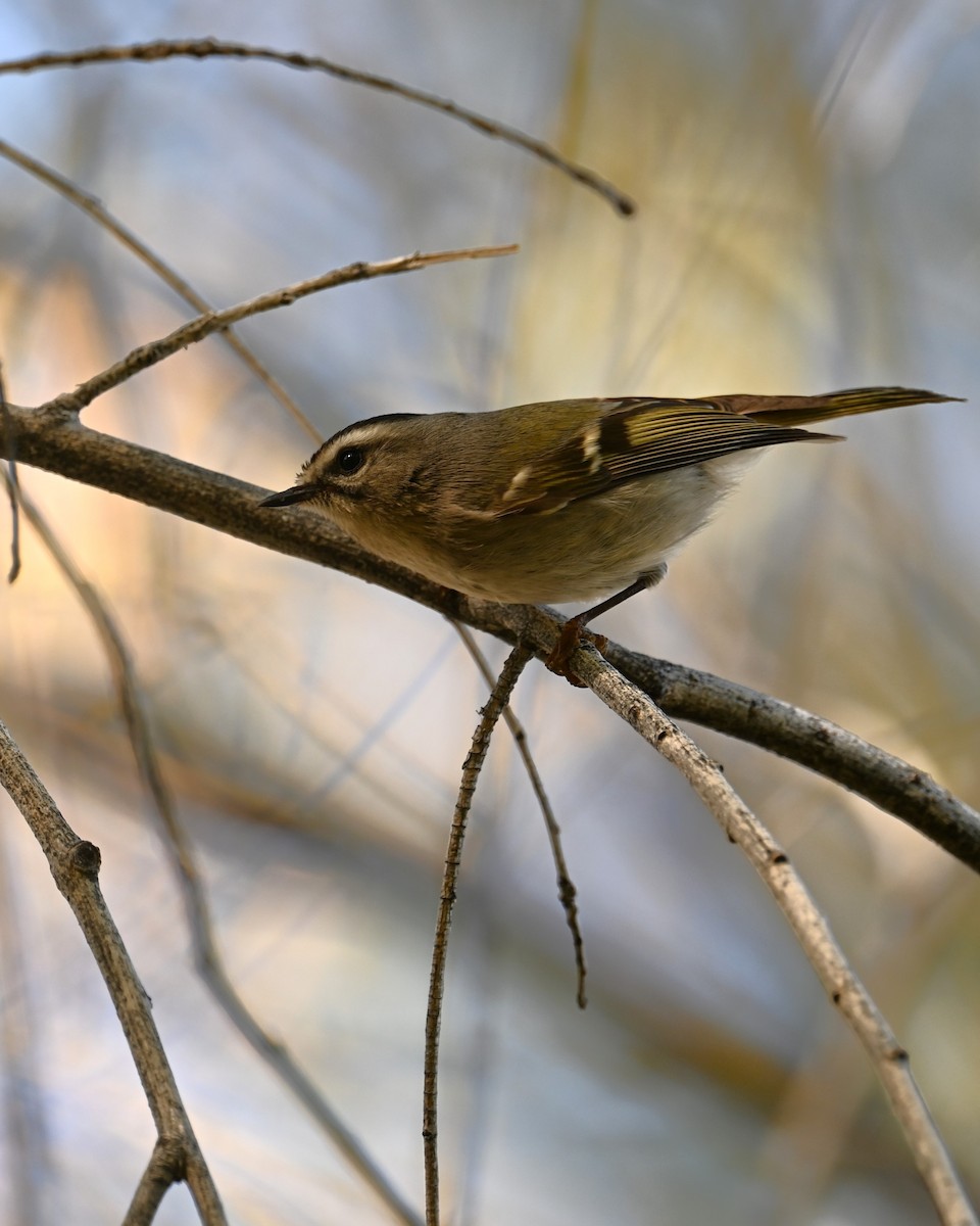 Erregetxo amerikarra - ML647273519