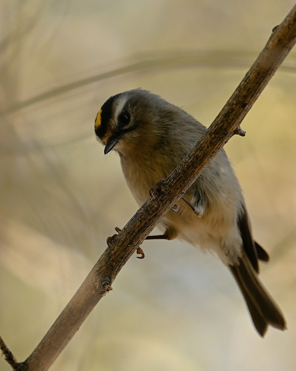 Erregetxo amerikarra - ML647273520