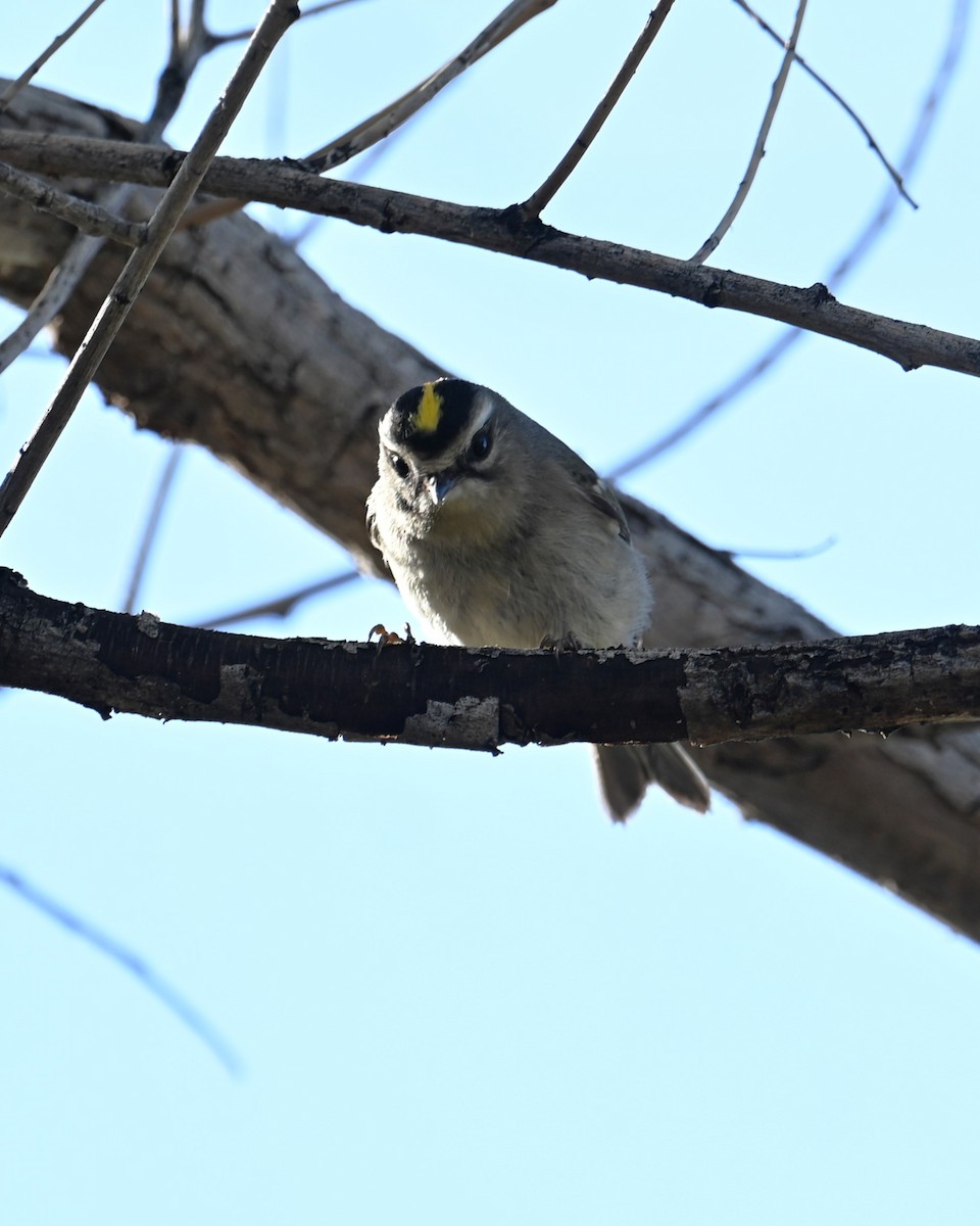 Erregetxo amerikarra - ML647273521