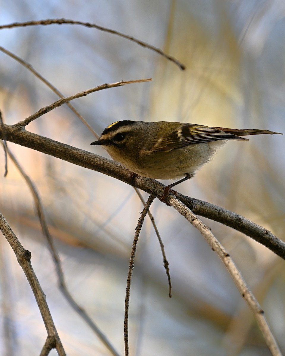 Erregetxo amerikarra - ML647273522