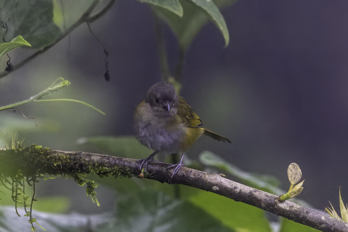 Dusky Chlorospingus - ML647273535