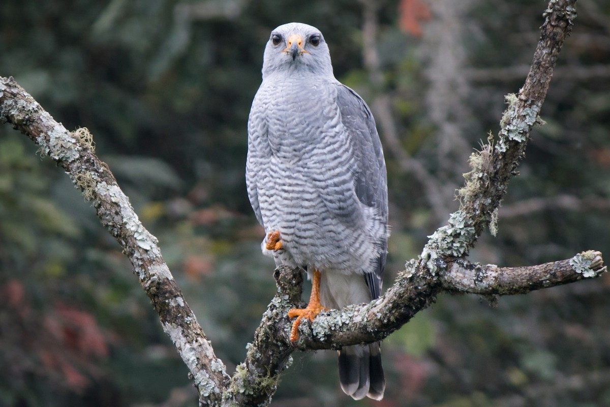 Gri Şahin - ML647273546