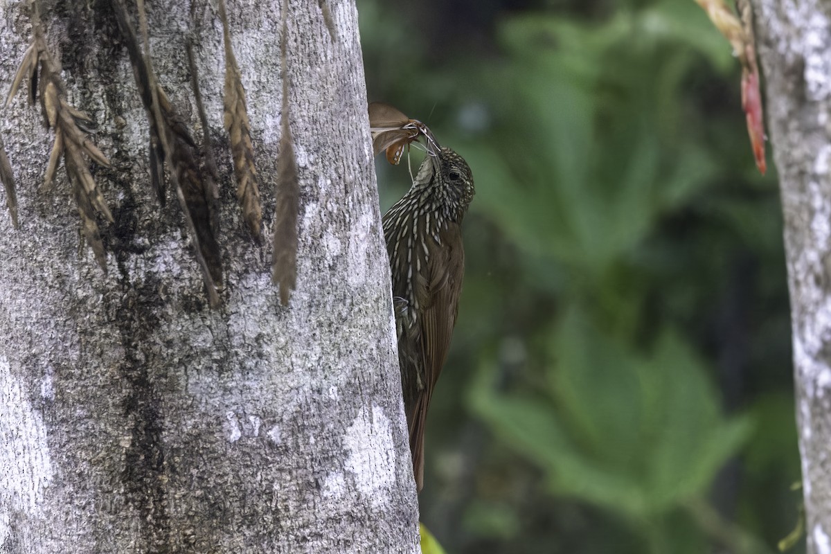 Dağ Tırmaşık - ML647273548