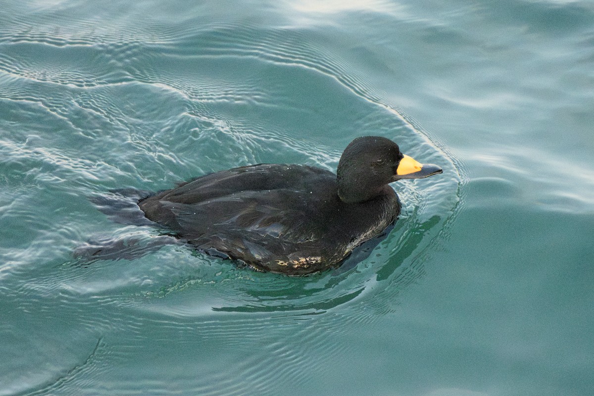 Black Scoter - ML647273551