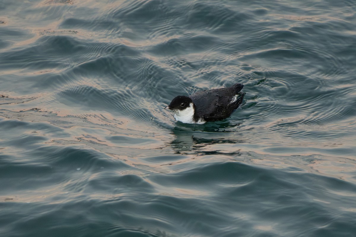 Ancient Murrelet - ML647273557