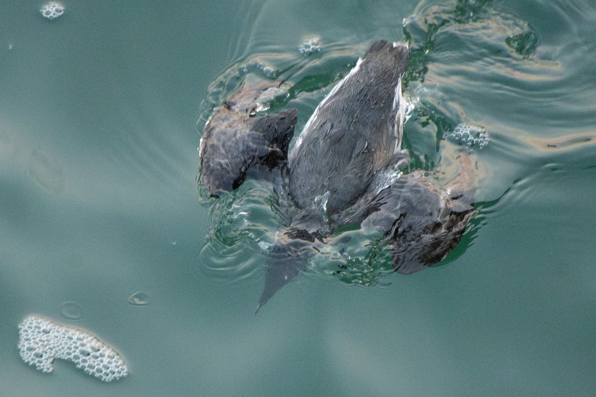 Ancient Murrelet - ML647273558