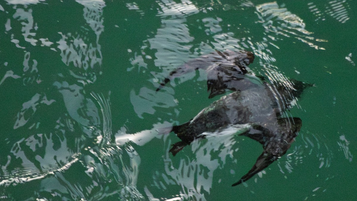 Ancient Murrelet - ML647273559