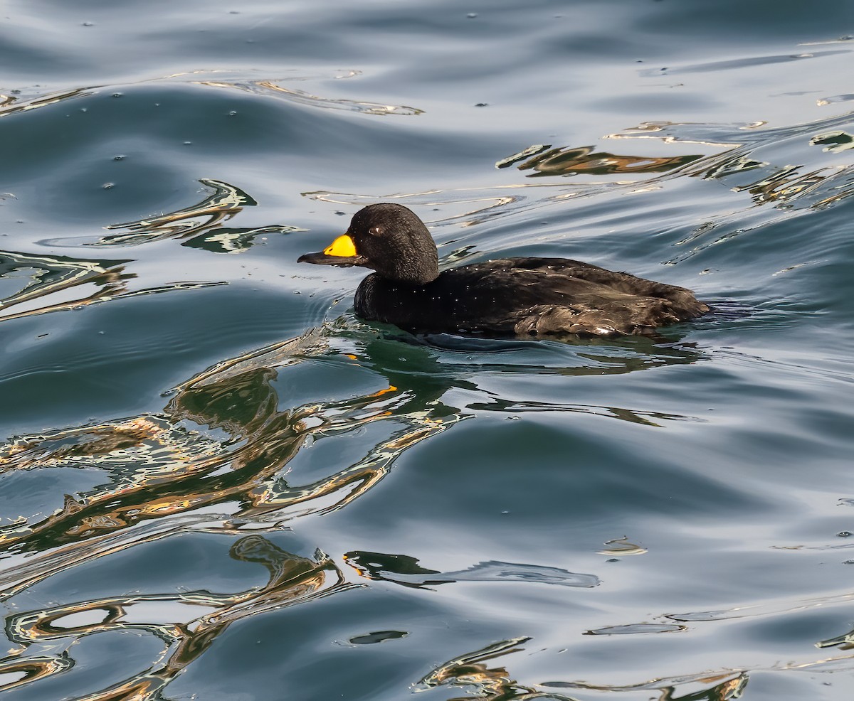 Black Scoter - ML647273581