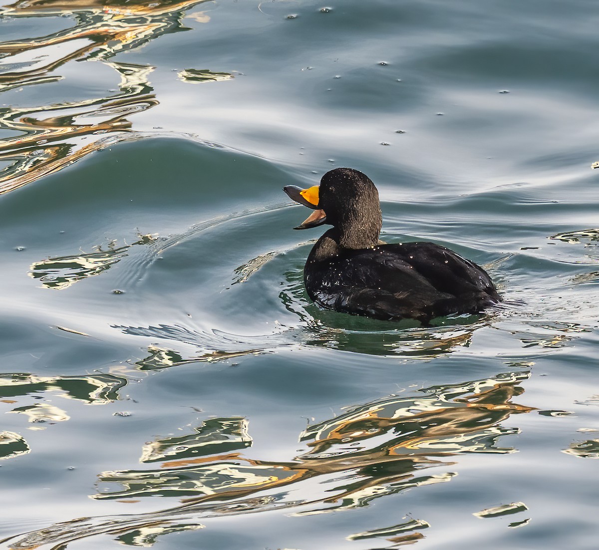 Black Scoter - ML647273583