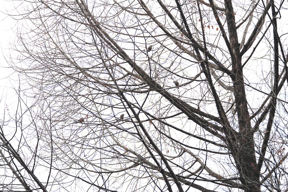 dompap - ML647273593