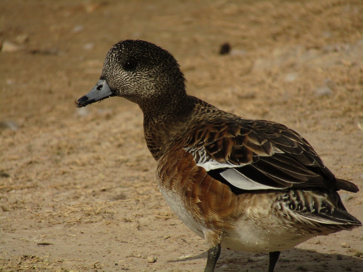 hvízdák americký - ML647273594