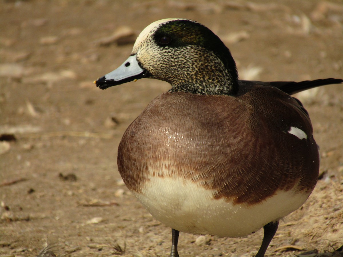 hvízdák americký - ML647273595