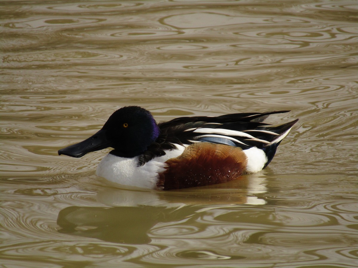 Mestolone - ML647273596