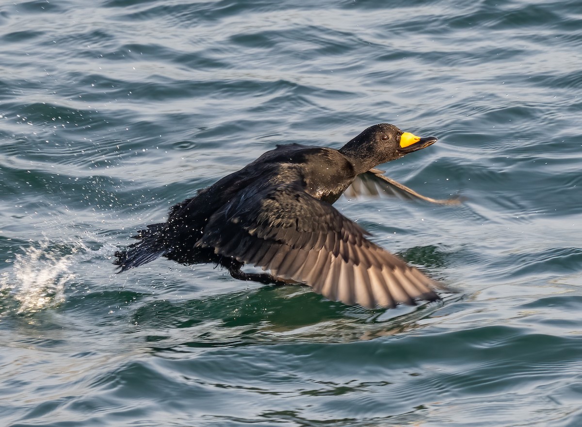 Black Scoter - ML647273599