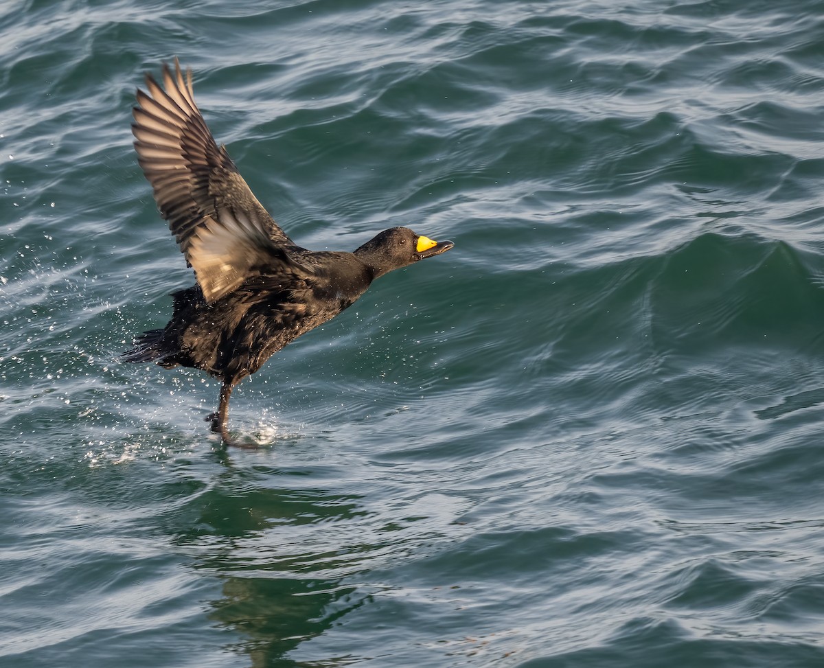 Black Scoter - ML647273603