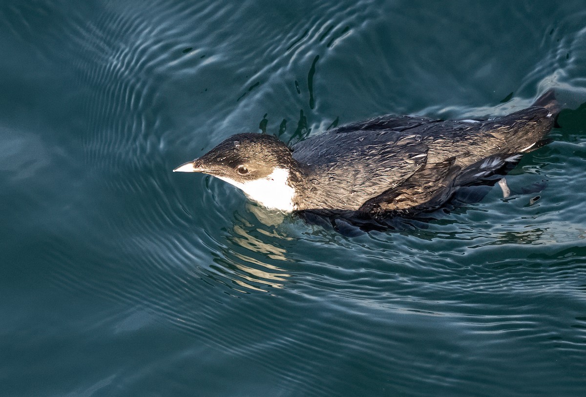 Ancient Murrelet - ML647273608