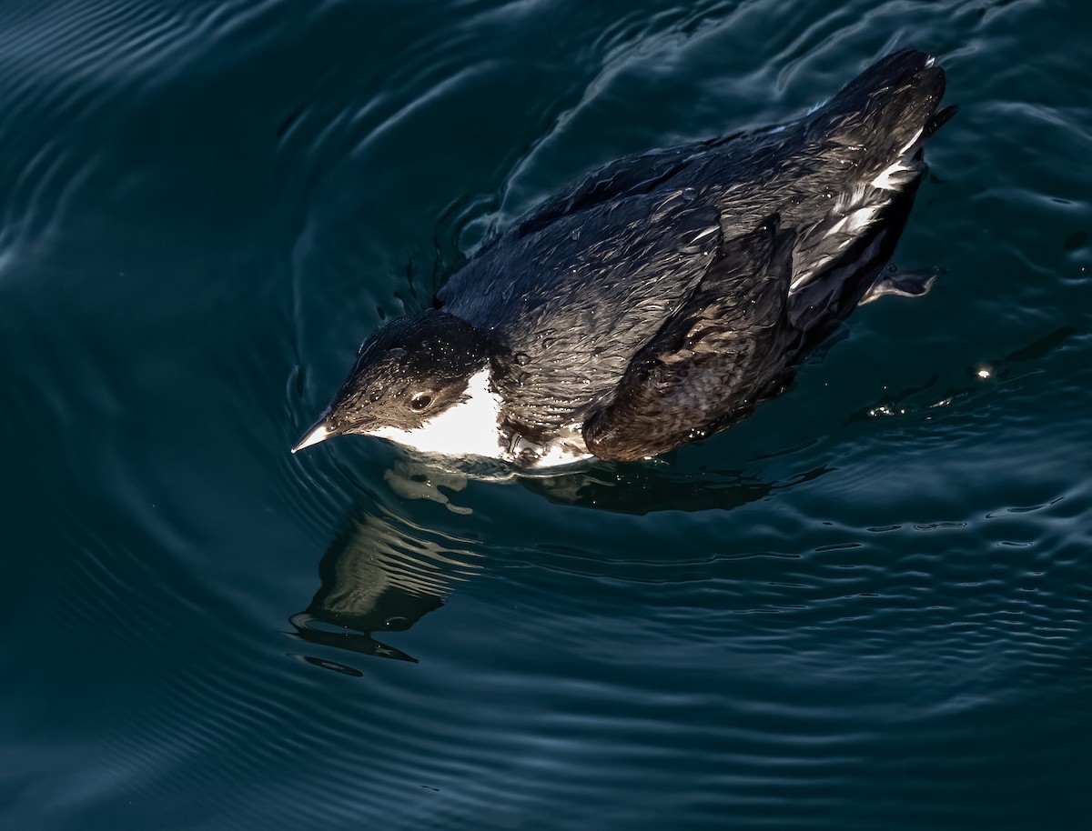 Ancient Murrelet - ML647273611