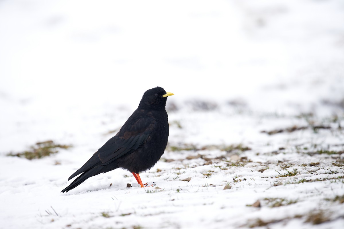 Gracchio alpino - ML647273614