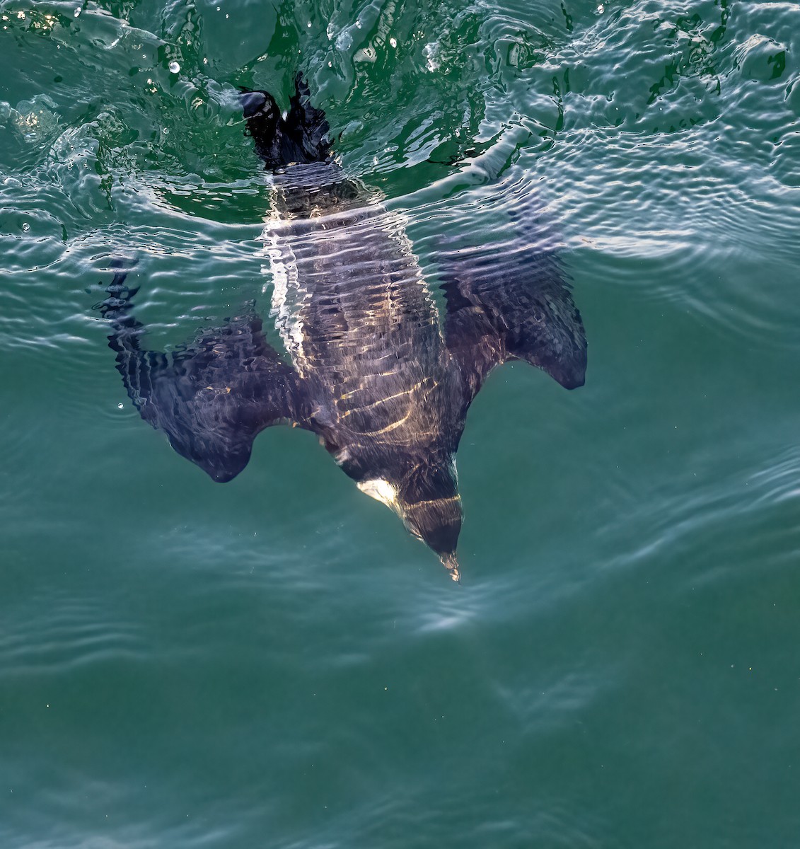 Ancient Murrelet - ML647273615