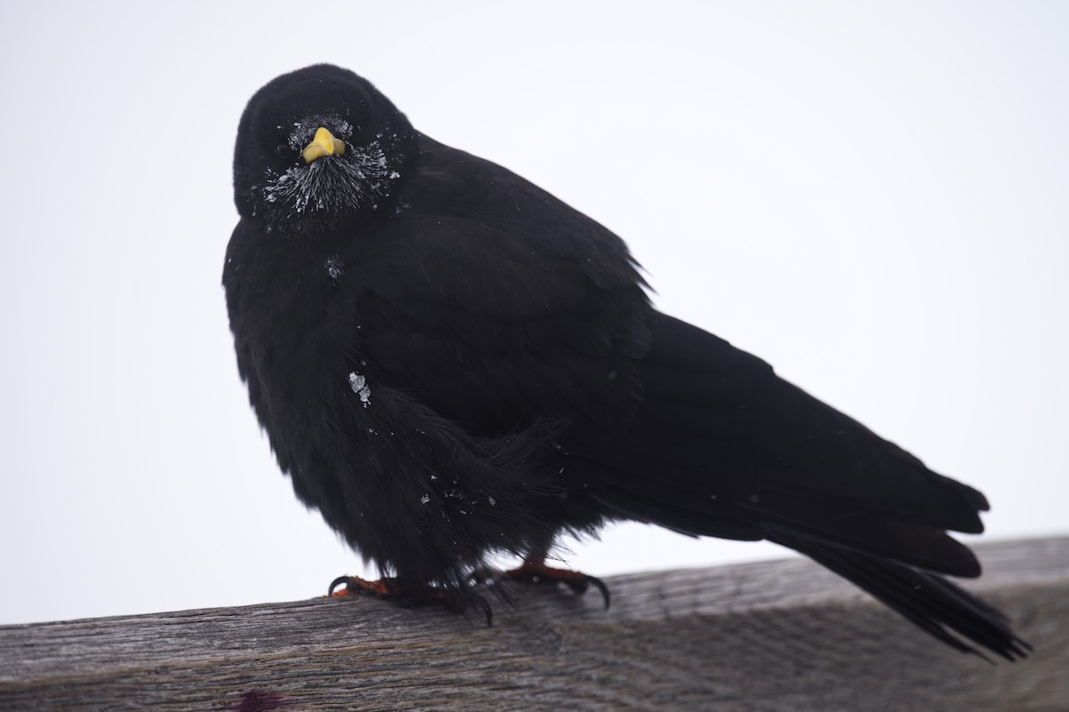 Gracchio alpino - ML647273620