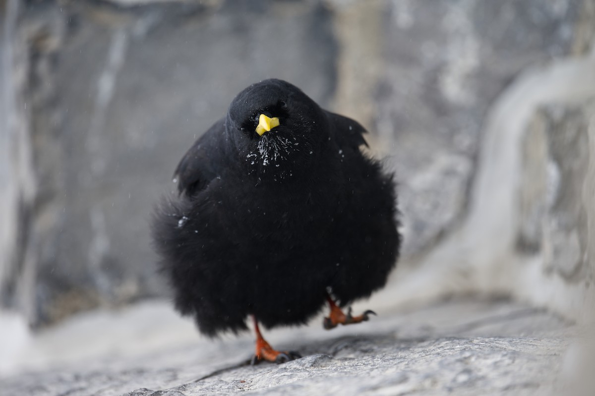 Gracchio alpino - ML647273621