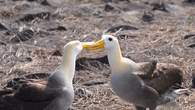 Альбатрос галапагоський - ML647273622
