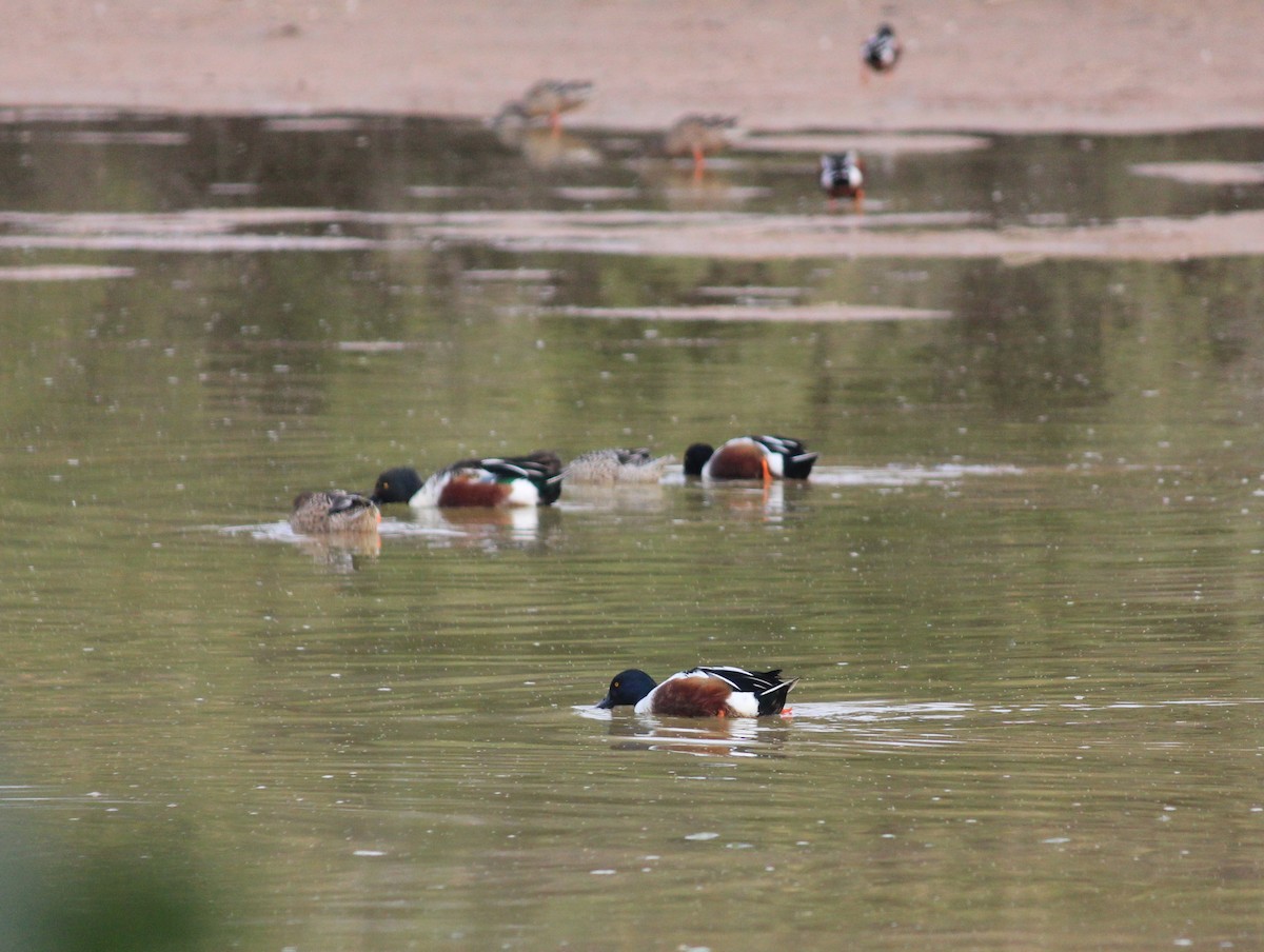 Mestolone - ML647273628