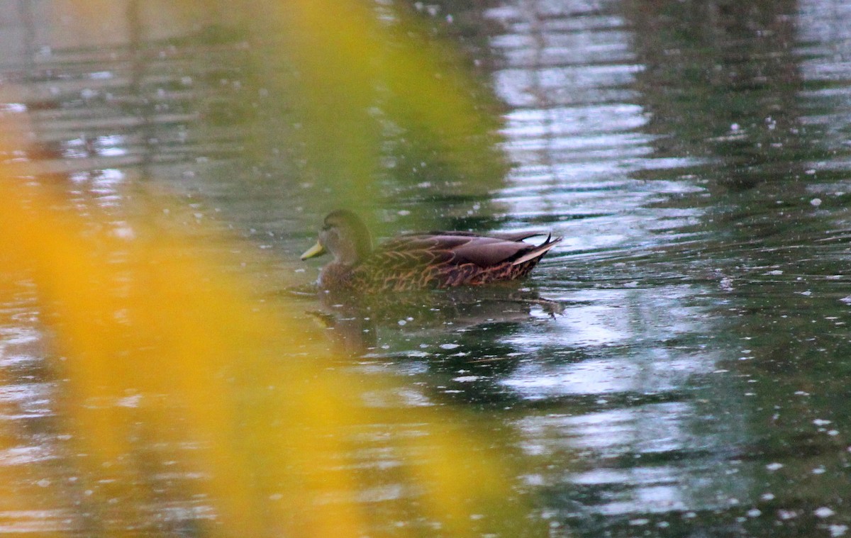 Mexican Duck - ML647273633