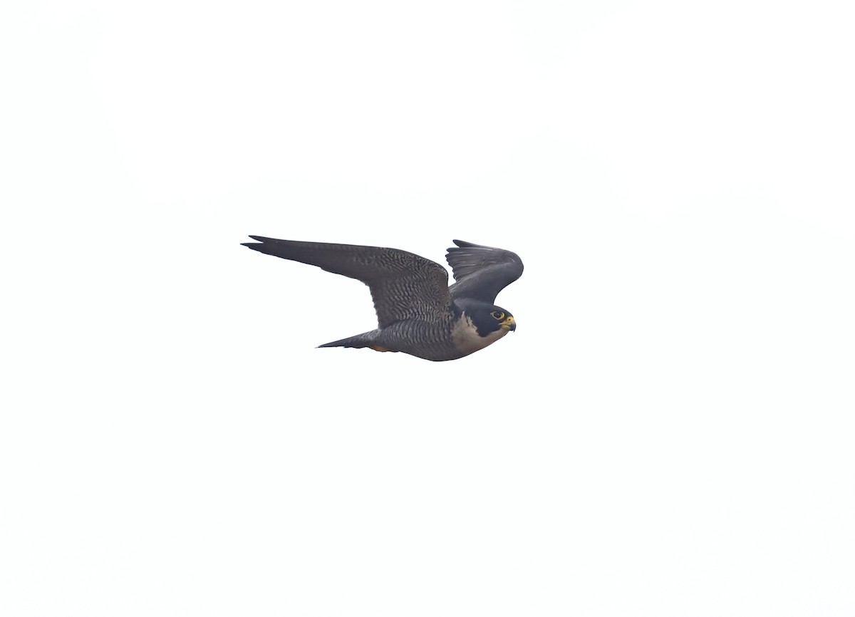 Peregrine Falcon - ML647273662