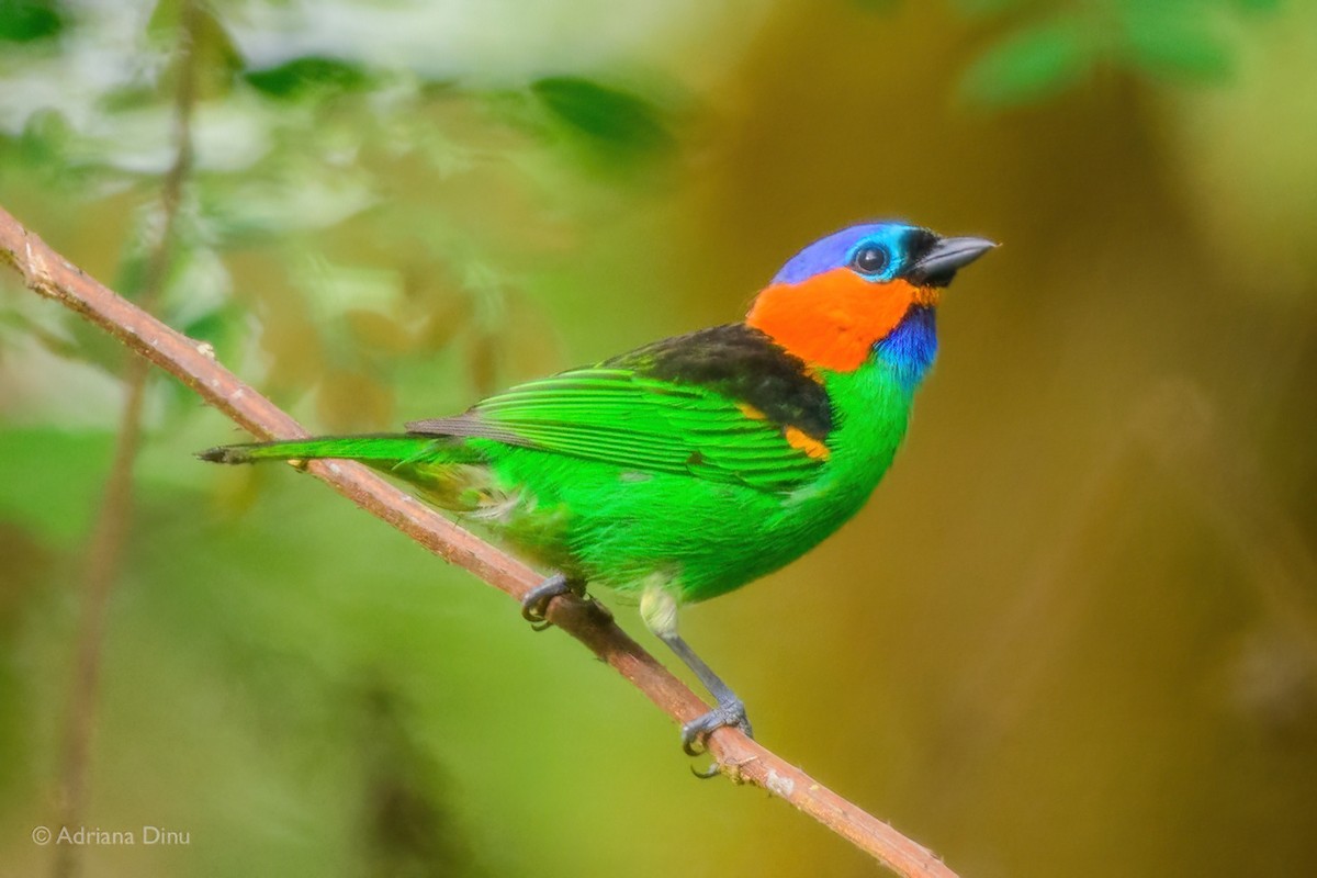 Red-necked Tanager - ML647273663