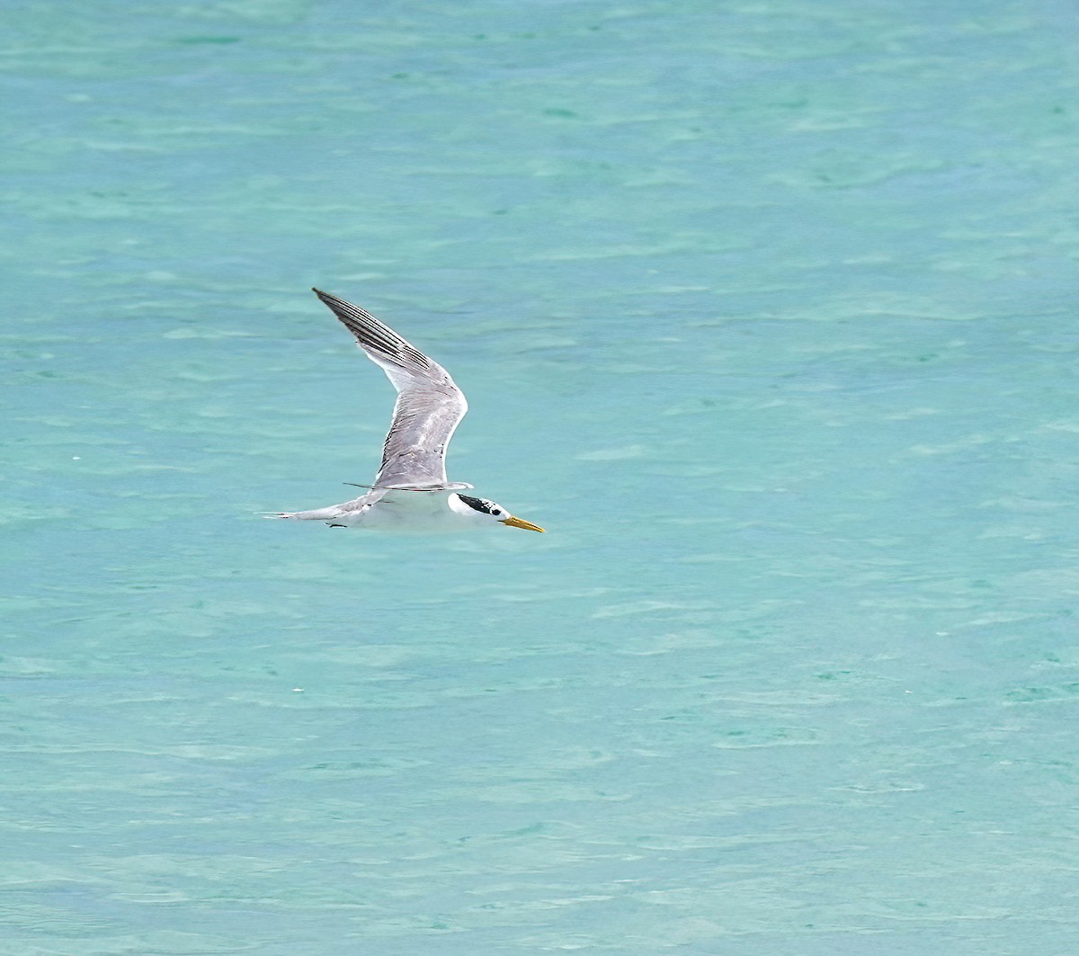 Bengalako txenada - ML647273665